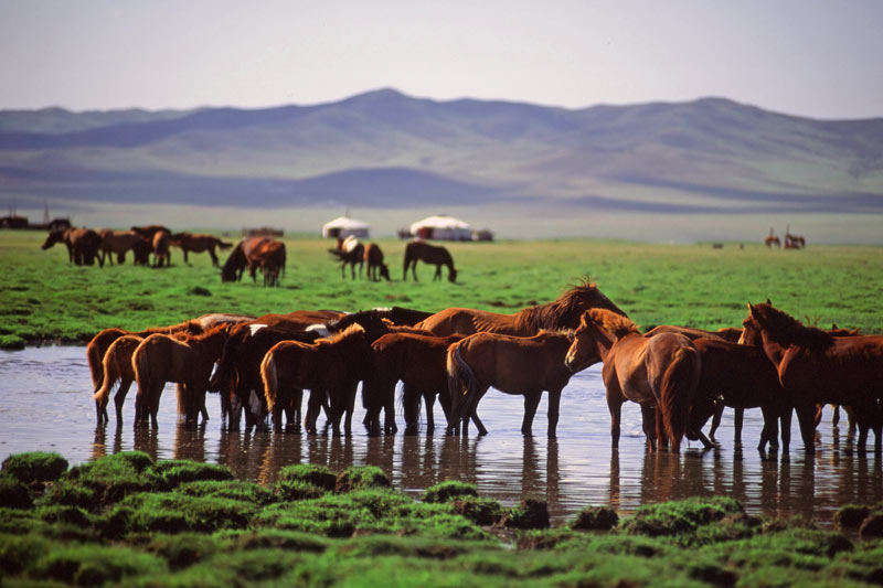 Wild horses at Mongolia's Hustaii Nuruu National Park. Photo credit: Peter Guttman