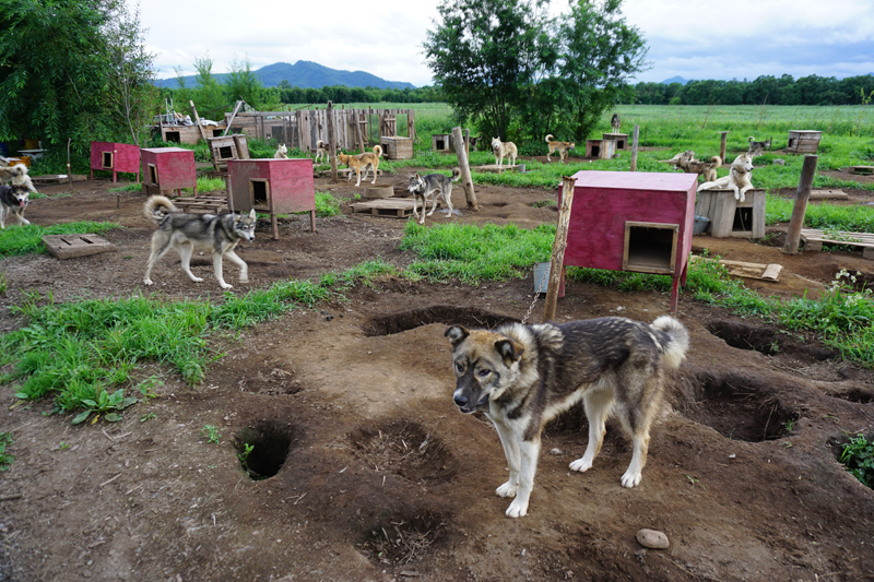 Kamchatka sled dogs love visitors. Photo credit: Jake Smith