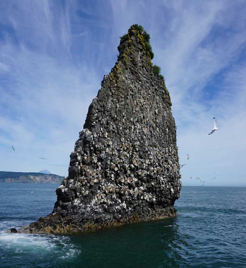 Sea cliffs studded with seabirds, Avacha Bay, Kamchatka. Photo credit: Jake Smith