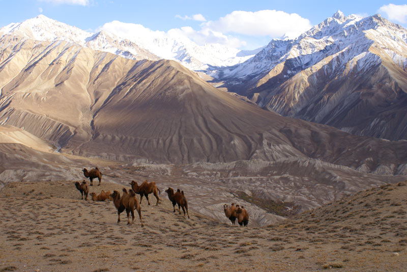 Camels in Wakhan Valley, Langar, Tajikistan. Photo credit: Dilshod Karimov