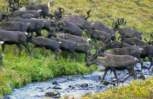 Summertime draws hundreds of reindeer to mountain pastures on Kamchatka Peninsula. Photo credit: Martin Klimenta