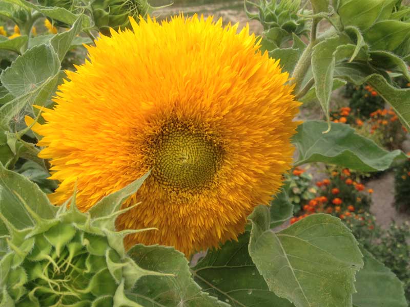 Fuzzy “Teddy Bear” sunflowers aren’t grown for their seeds. Photo credit: Luba Rudenko