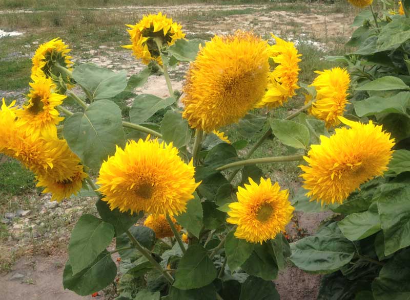 Cheerful sunflowers dot the landscape in Ukraine. Photo credit: Luba Rudenko