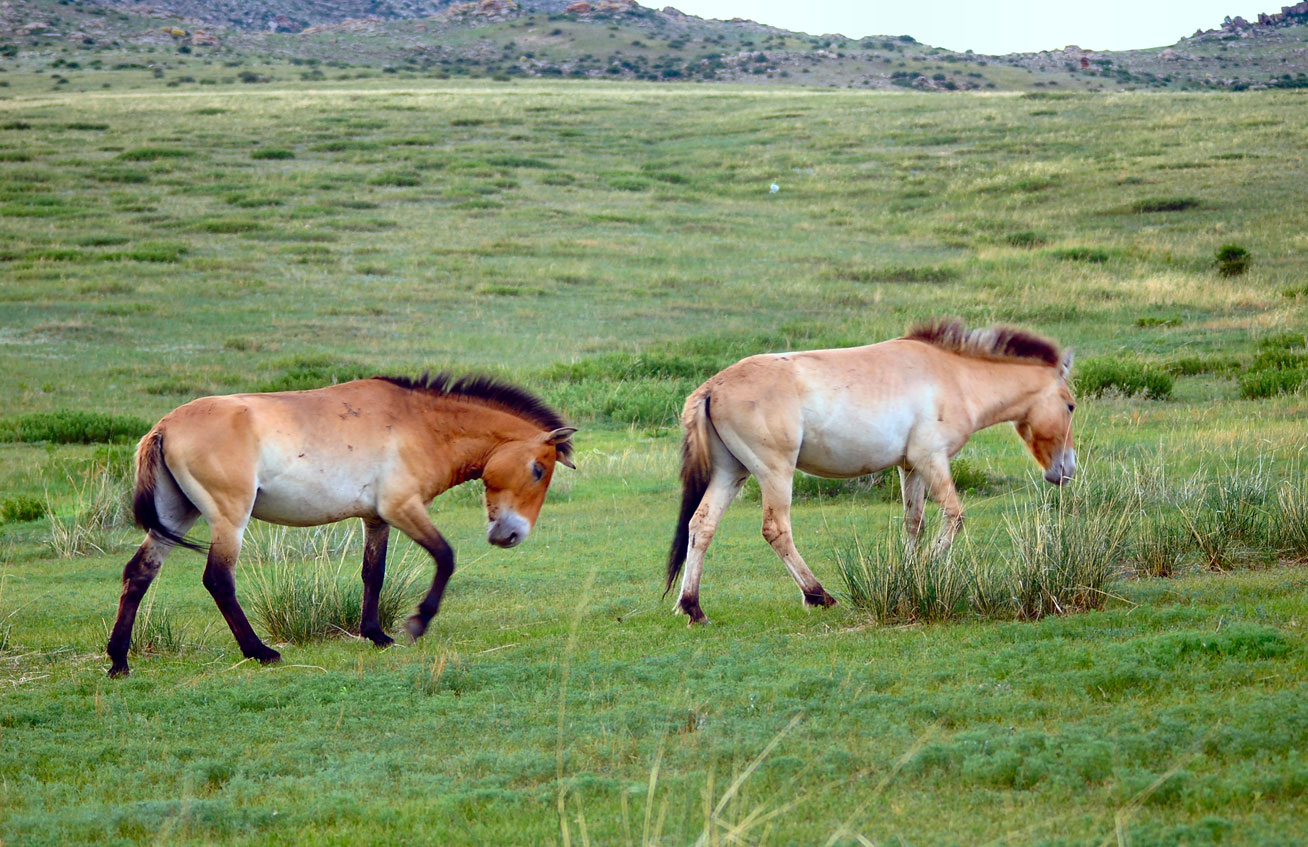 Design Your Own Trip to Mongolia