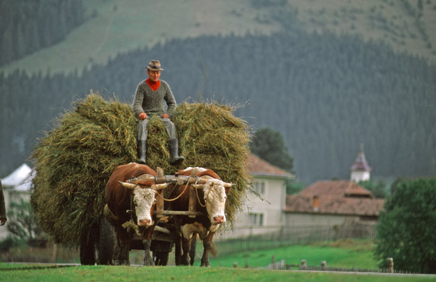 Traditional methods of farming and harvesting are preserved in Bucovina, Romania. Photo credit: Peter Guttman