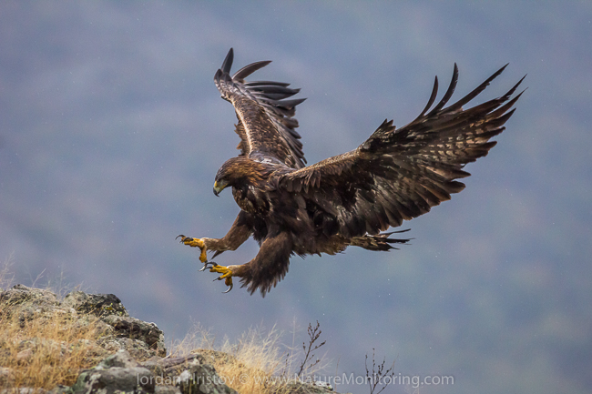 A rare golden eagle comes in for a landing in Bulgaria’s Eastern Rhodope Mountains. Photo credit: Iordan Hristov / www.naturemonitoring.com