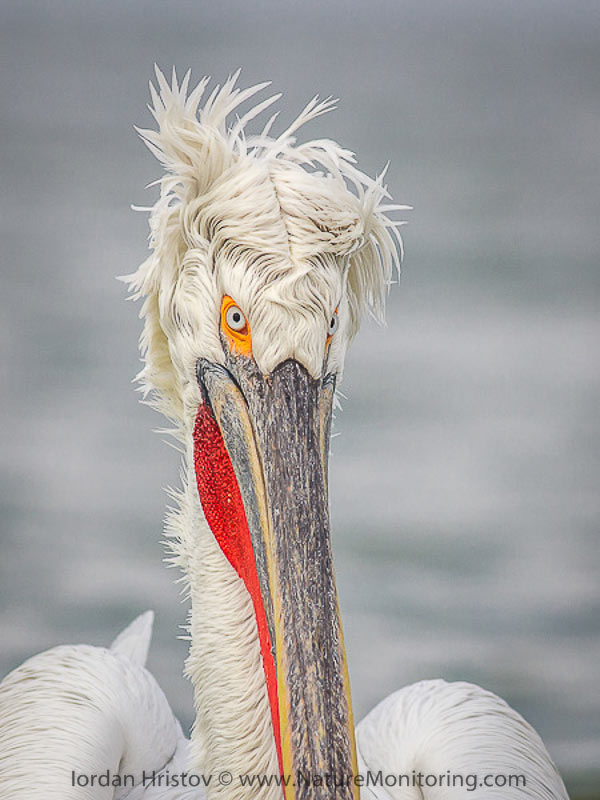 Dalmatian Pelicans get their brilliant red pouches in late January — a perfect time to photograph these beautiful birds. Photo credit: Iordan Hristov / www.naturemonitoring.com