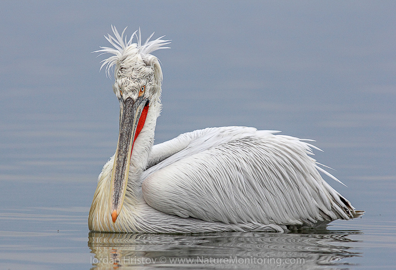 The Dalmatian pelican is just one of many bird species you might spot in Bulgaria. Photo credit: Iordan Hristov / www.naturemonitoring.com