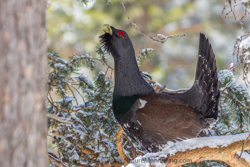 The western capercaillie is one of the most difficult species to see and photograph, and especially hard to capture during the day. Photo credit: Iordan Hristov / www.naturemonitoring.com