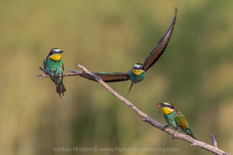 European bee-eaters are the most colorful European bird — their feathers can often display up to 16 different colors. Photo credit: Iordan Hristov / www.naturemonitoring.com