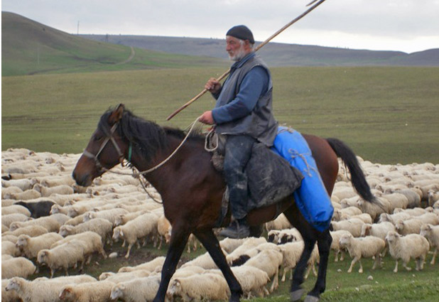 A Georgian shepherd rounds up his flock. Photo credit: Mariana Noble
