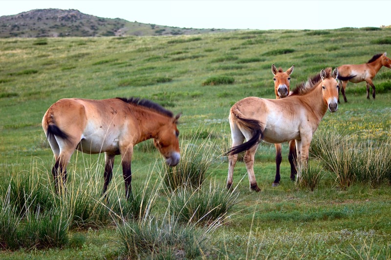 A grazing herd of wild takhi, or Przewalski's horse, the last remaining breed of wild horse in the world. Photo credit: Ana Filonov