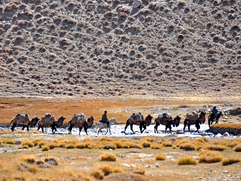 Camel caravan at the modern border of Tajikistan and Afghanistan along the ancient Silk Road. Photo credit: Russ Cmolik & Ellen Cmolik
