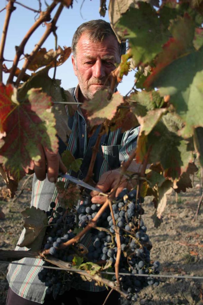 Harvesting grapes in a Kakheti vineyard.